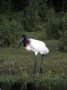 Day03 - 01 * Jabiru Stork